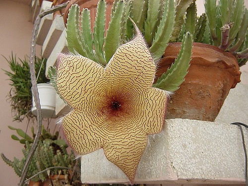 Stapelia Gigantea Flower