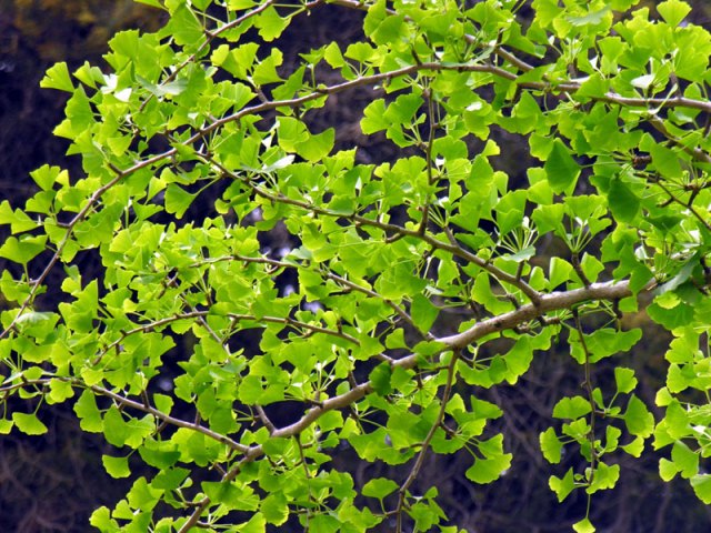 Ginkgo Biloba Hiroshima