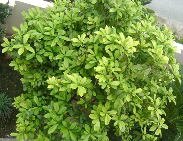 ixora flowering bush