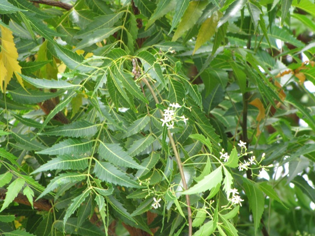 Neem mix to be used as fertilizer in Indian fields