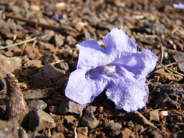 flower of jacaranda