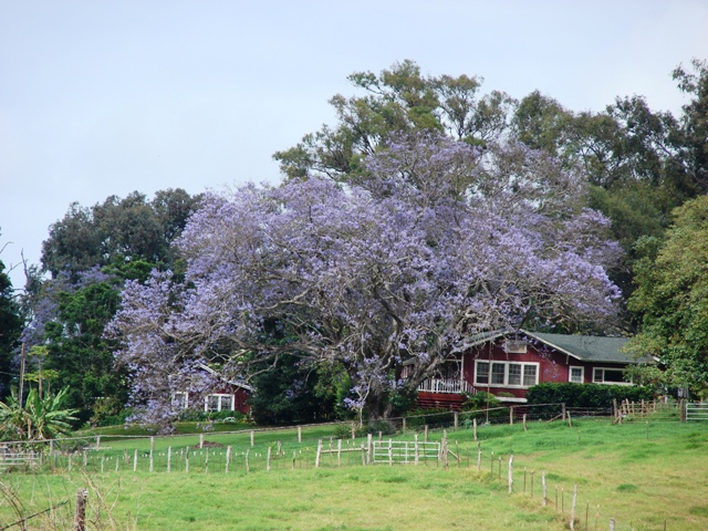 jacaranda tree