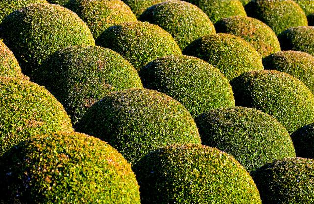 topiary balls