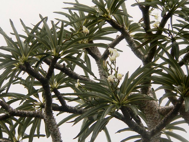 unusual plant pachypodium lamerei