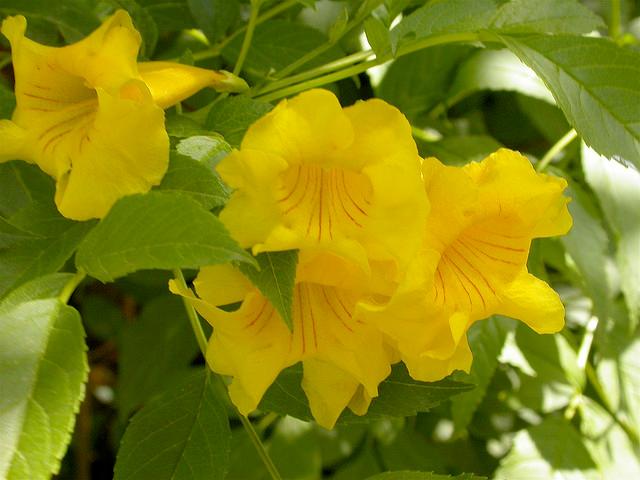 Tecoma flowering shrub 