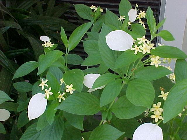 mussaenda flowering shrub