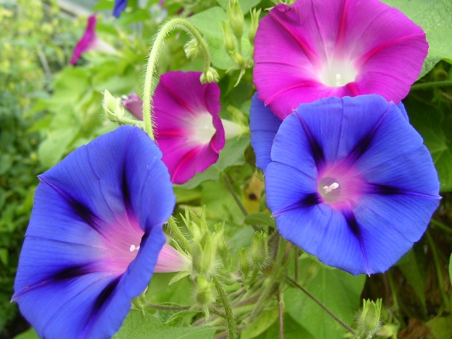 purple and crimson blooms of morning glory