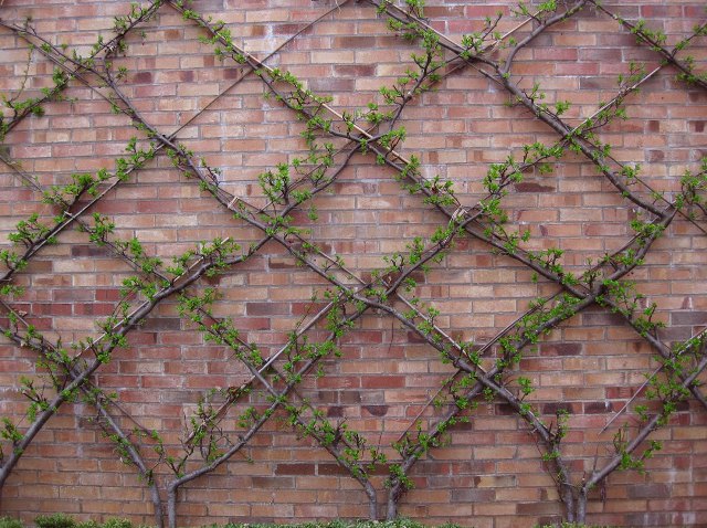 beautiful espalier against brick wall beautiful espalier against brick wall
