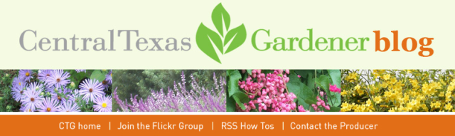 central texas gardener blog