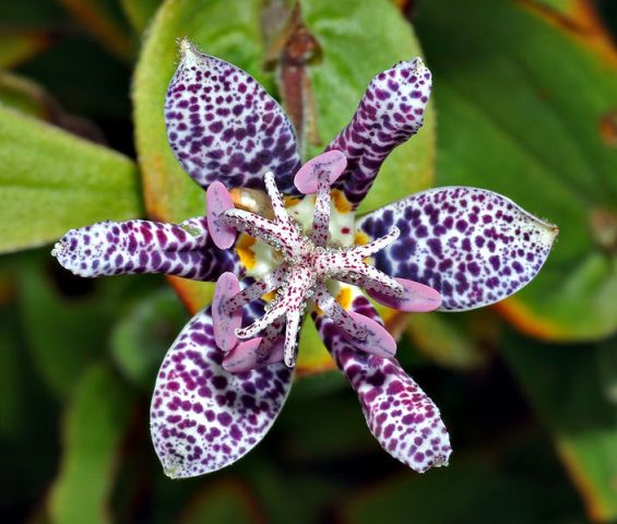 toad lily flower