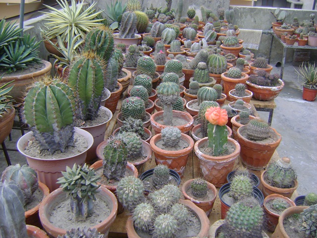 cacti on rooftop garden