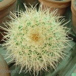 grafted cactus species