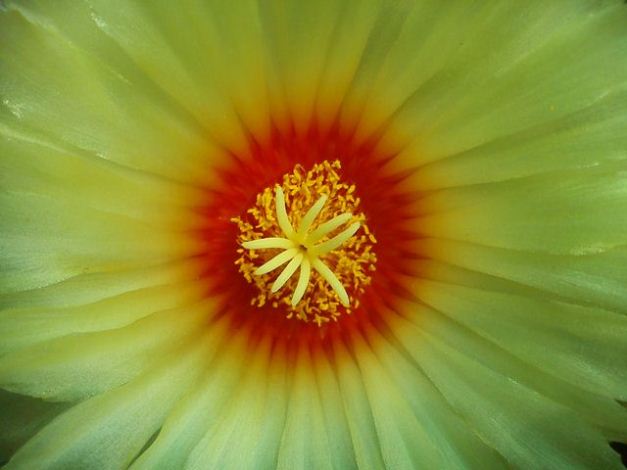 Astrophytum Senile Flower