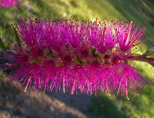 Callistemon Pink Flower