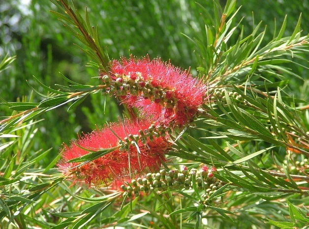 Callistemon Shurb with Red Flowers