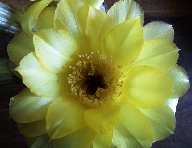 Echinopsis, Yellow Flower