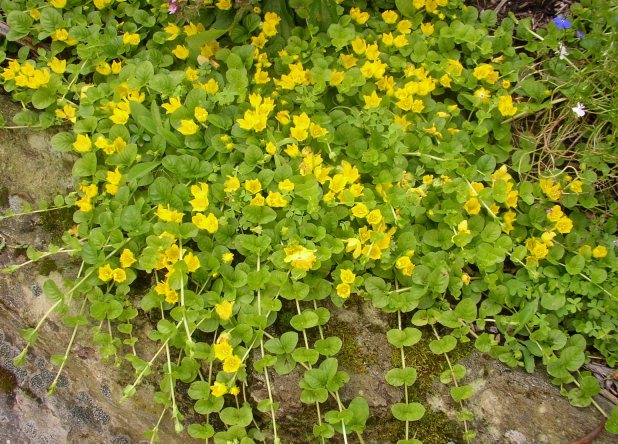 Creeping Jenny, Ground Cover Plant