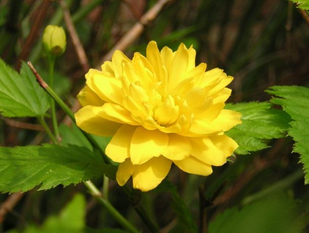 Kerria Japonica Flower