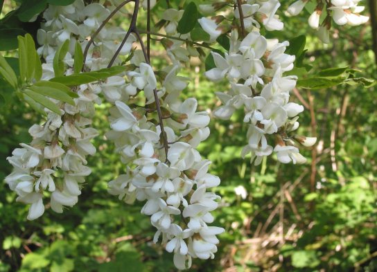 Robinia Pseudoacacia, Flase-Acacia