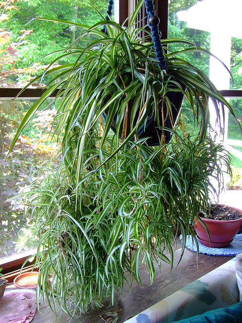 Chlorophytum Comosum, Spider Plant