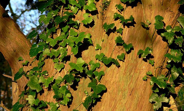 Tree Ivy, Evergreen Ornamental Plant