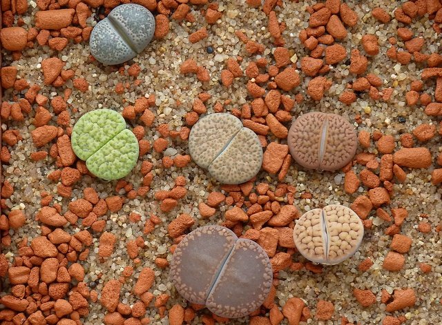 Lithops, The Living Stones
