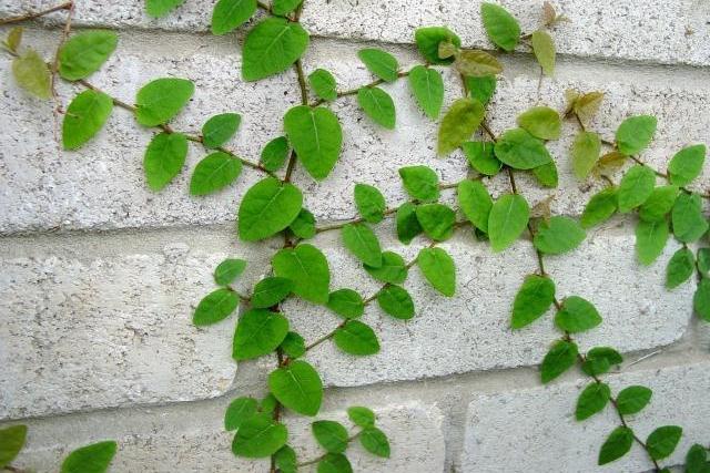creeping fig vine creeping fig vine