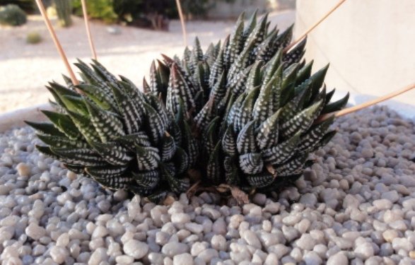 Haworthia Reinwardtii Haworthia Reinwardtii