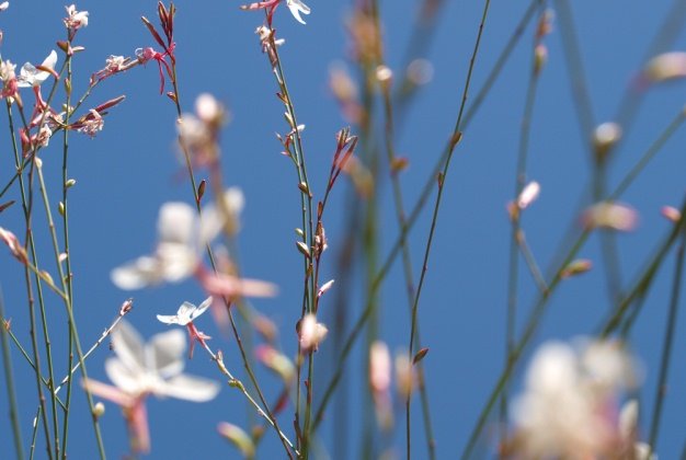 Gaura, Butterfly Bush