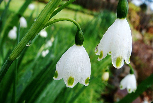 leucojum-spring-snowflake-white-flowers.jpg (622×419)