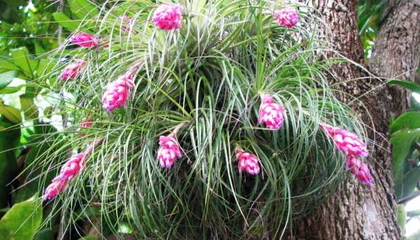 Tillandsia Tenuifolia Tillandsia Tenuifolia, Air Plant