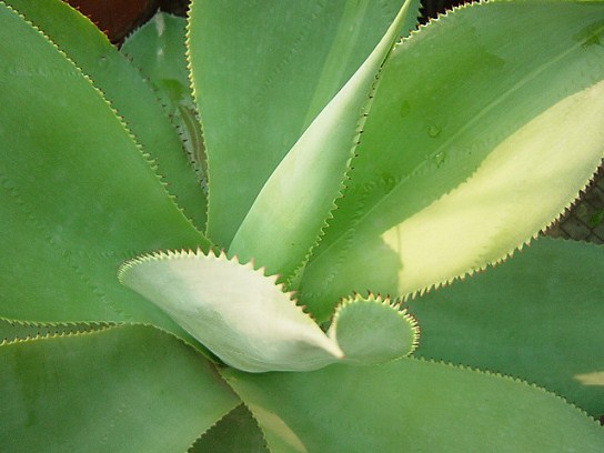 Agave Attenuata Agave Attenuata © TheLovelyPlants.com
