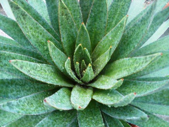 agave x manfreda agave x manfreda