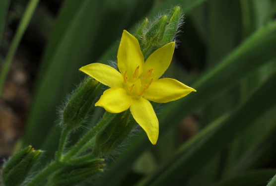 Hypoxis, The Yellow Star Flower Hypoxis, The Yellow Star Flower