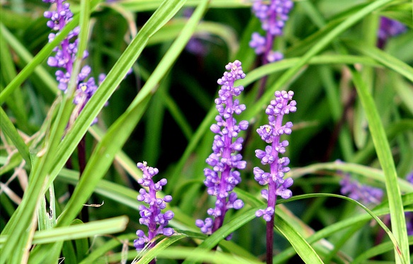 Liriopes Muscari Liriopes Muscari