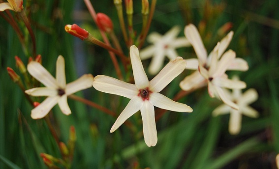 Winter Blooming Flowers of Ixia Winter Blooming Flowers of Ixia