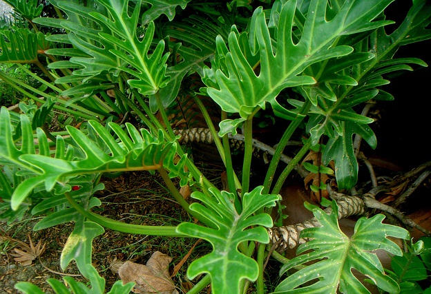 Philodendron, Ornamental Foliage Plant