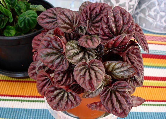 Peperomia carperata