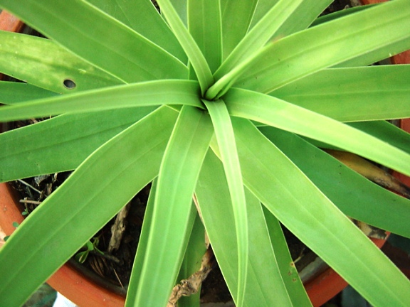 Agave bracteosa, Squid Agave, Spider Agave