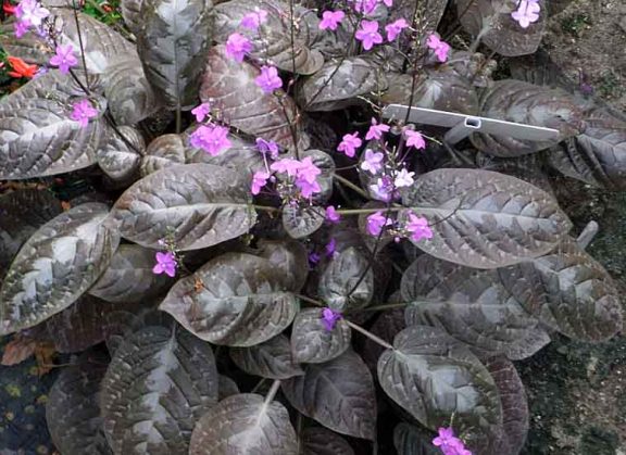 Pseuderanthemum alatum, the Chocolate Plant