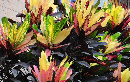 Zone 10b The Lovely Plants