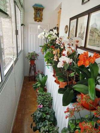 Indoor Apartment Gardening