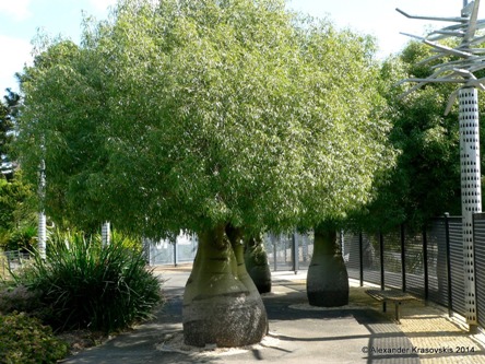 Geelong Botanic Garden
