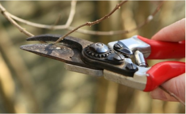 How to Prune