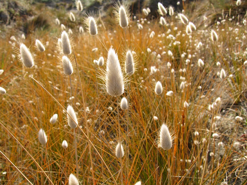Bunny Tails Grass