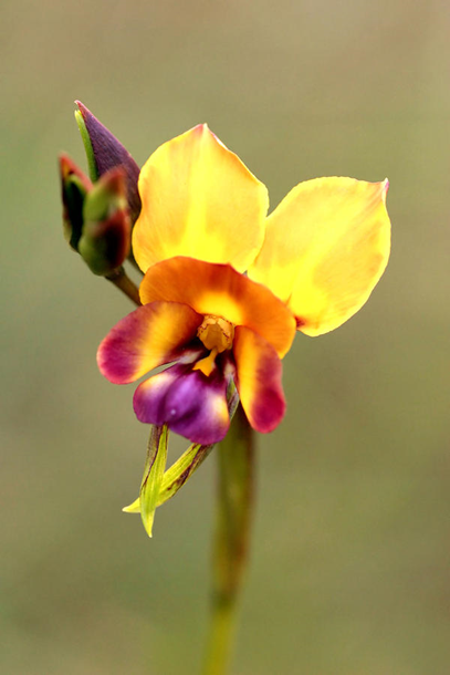 Donkey Orchid, Diuris