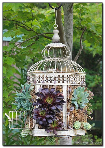 Succulents in a Birdcage